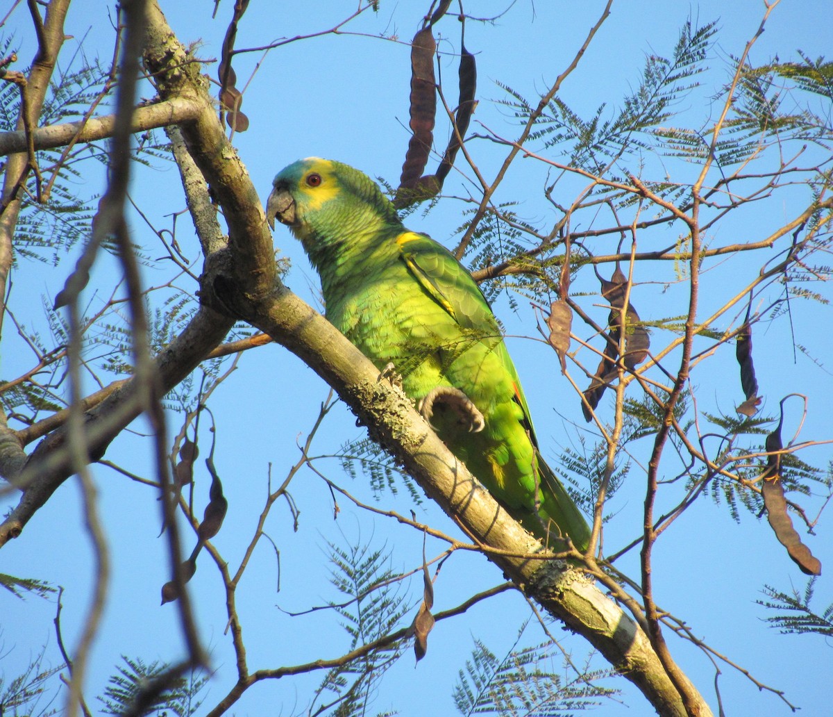 Turquoise-fronted Parrot - ML259027541