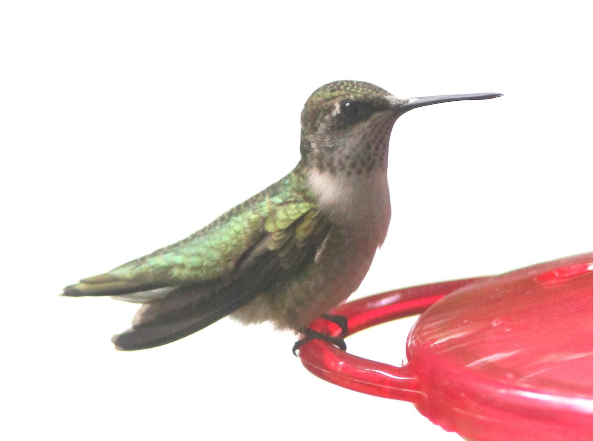 Ruby-throated Hummingbird - Dave Spier