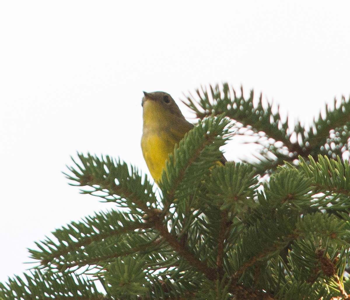 Nashville Warbler (ruficapilla) - ML259027921
