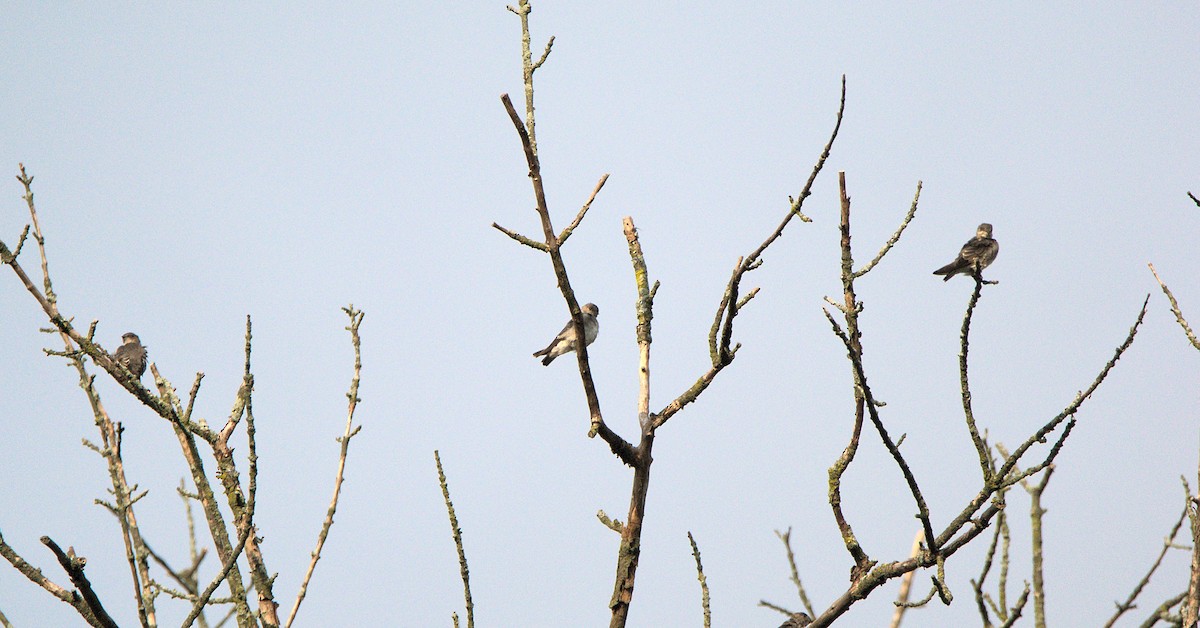 Hirondelle à ailes hérissées - ML259028501