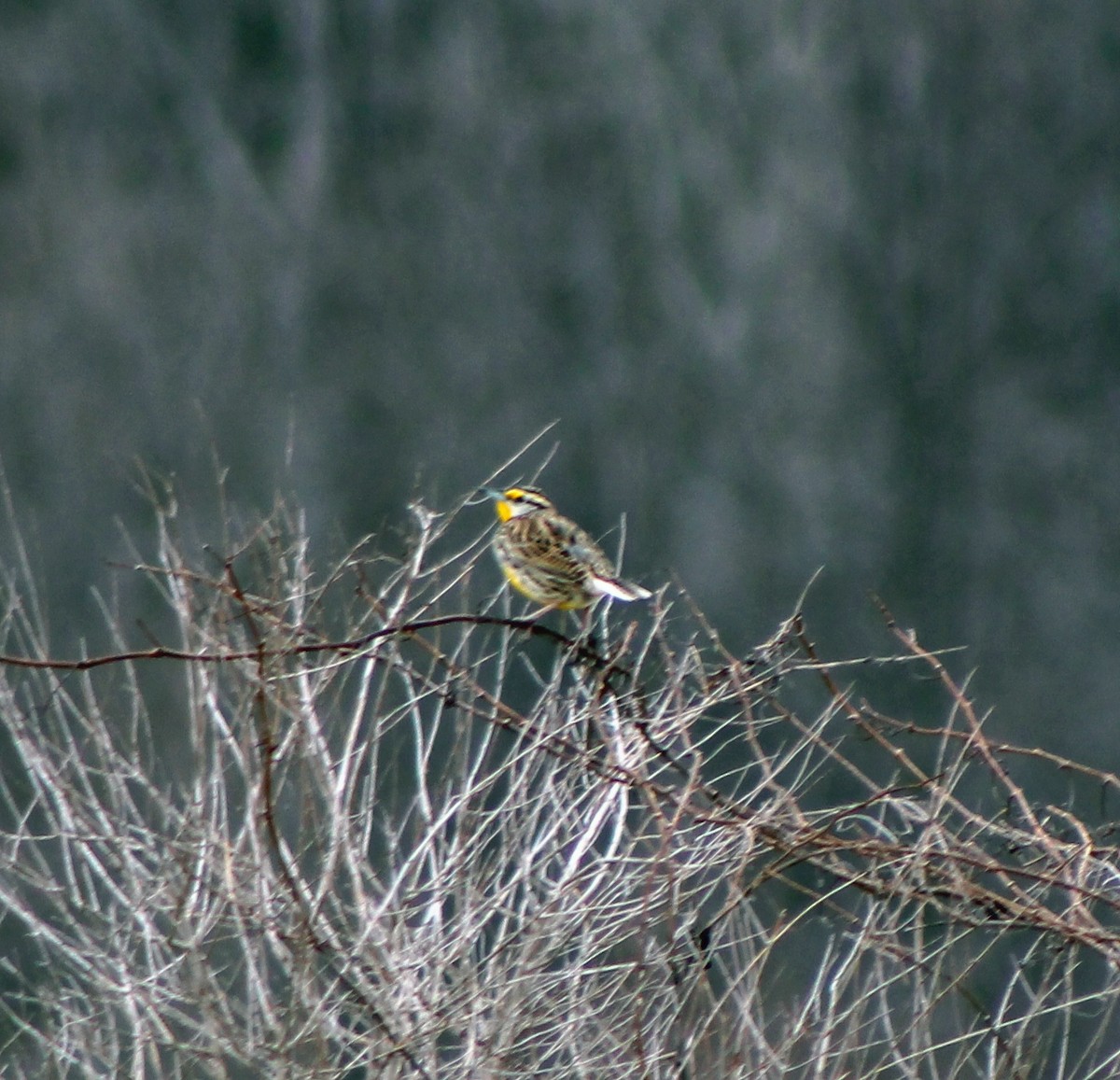 Eastern Meadowlark - ML25902881