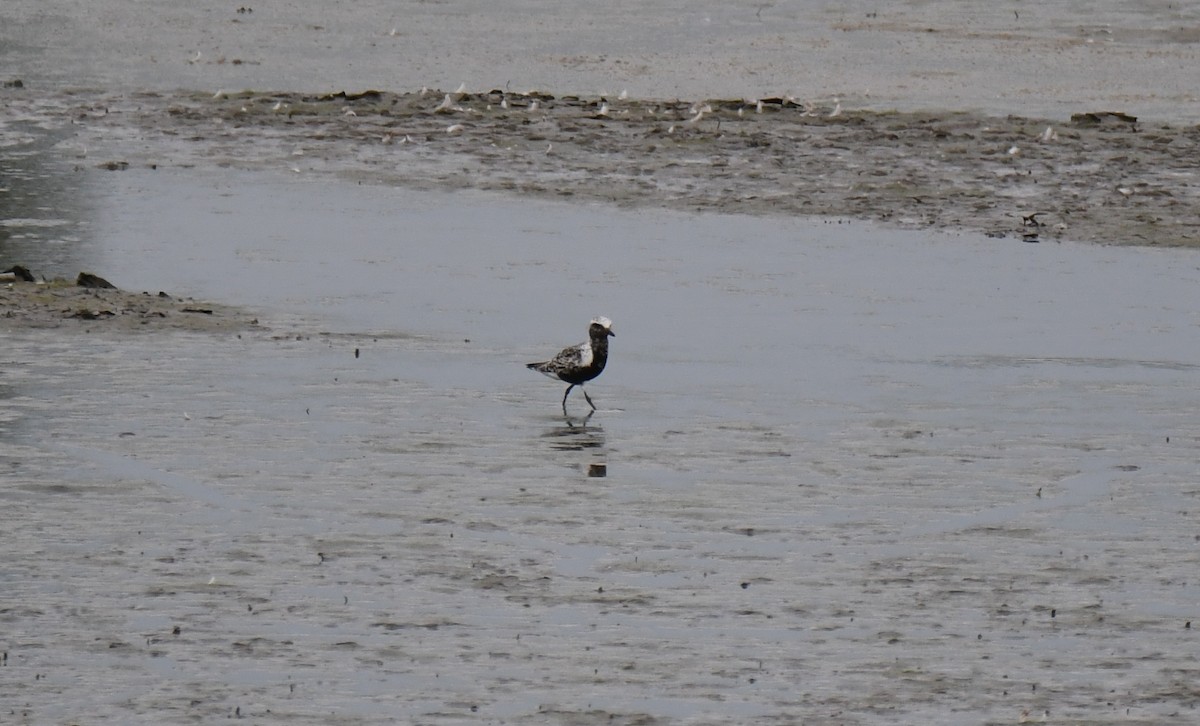 Black-bellied Plover - ML259031171