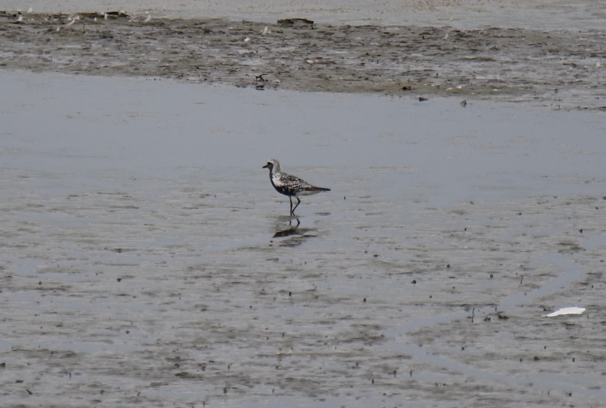 Black-bellied Plover - ML259031211