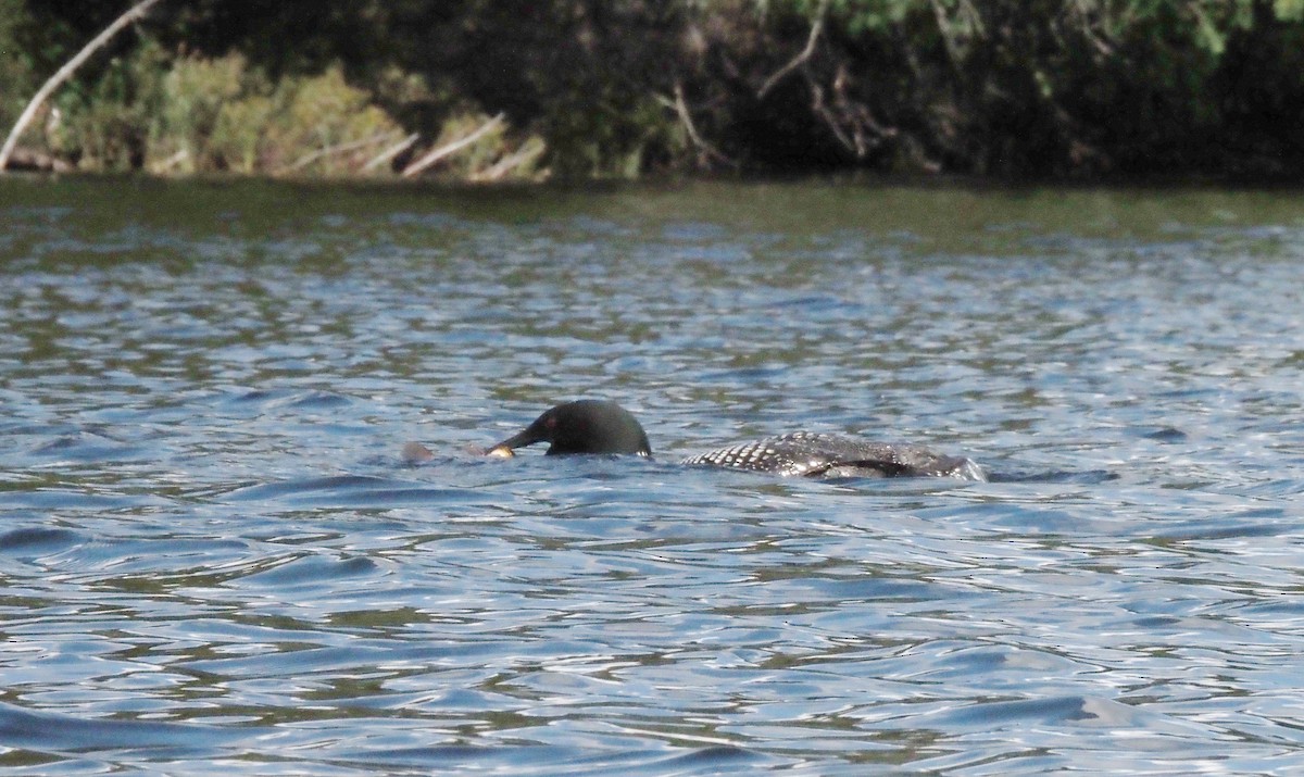 Common Loon - ML259031341
