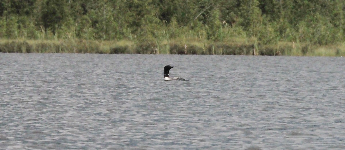 Common Loon - ML259031401