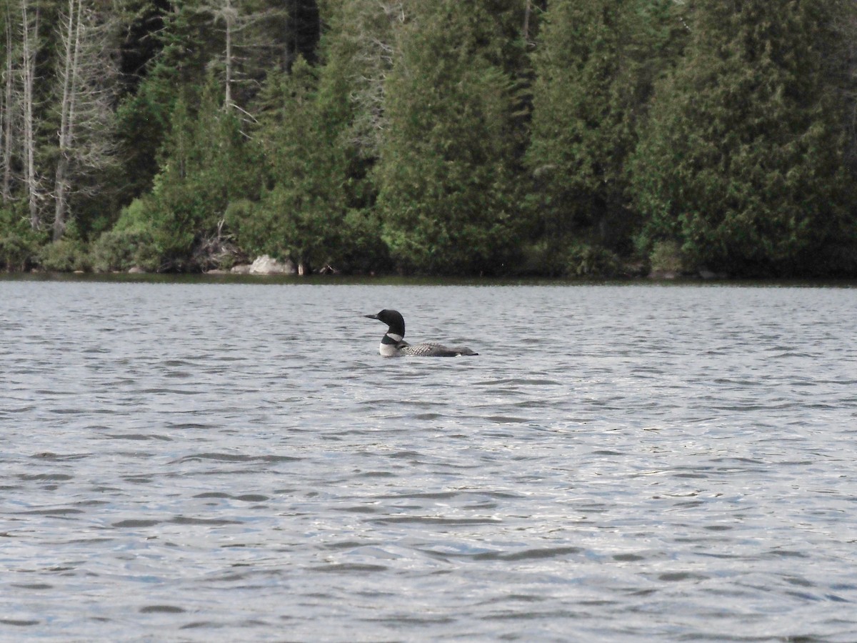 Common Loon - ML259031671