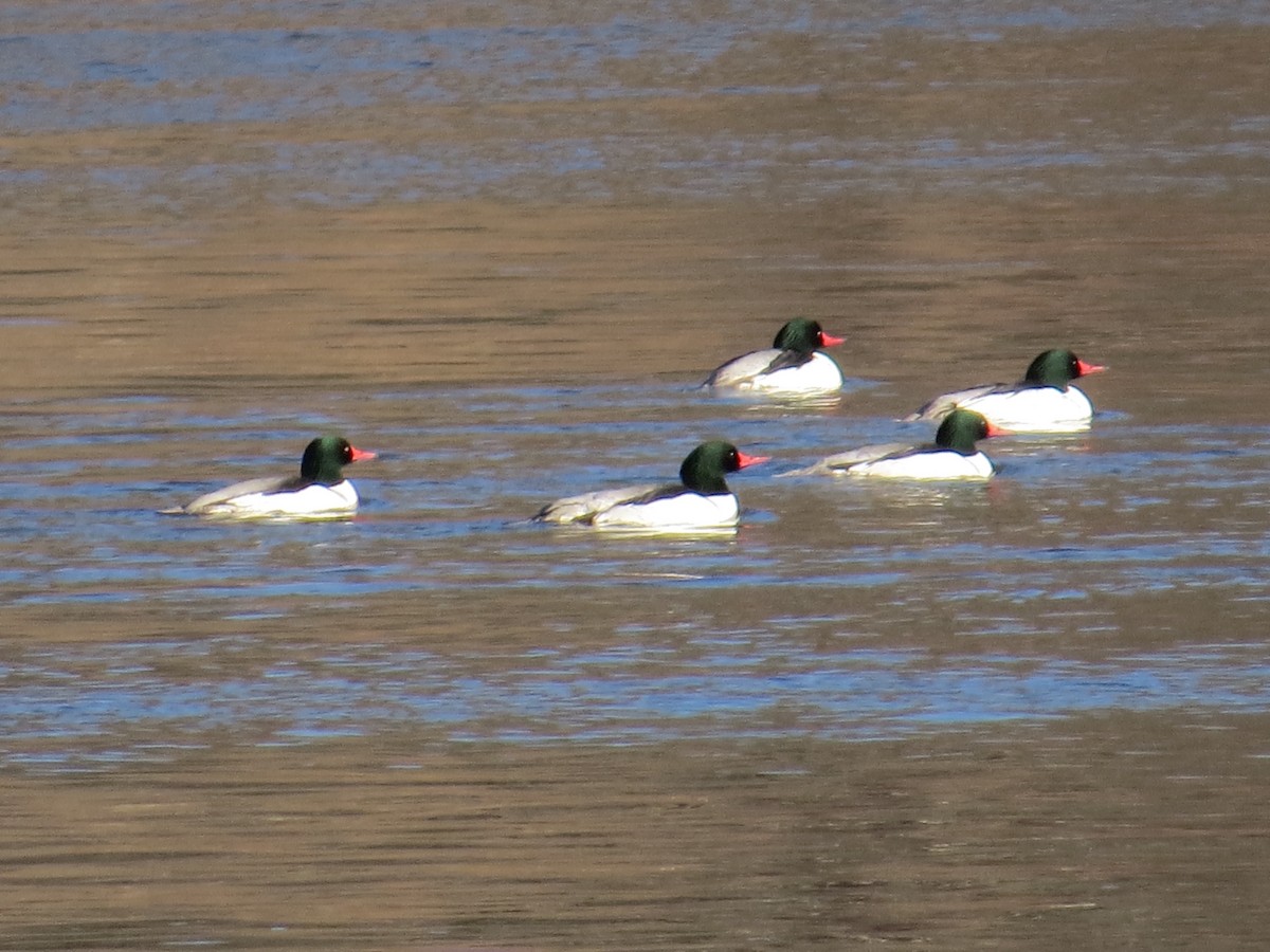 Common Merganser - ML25903211