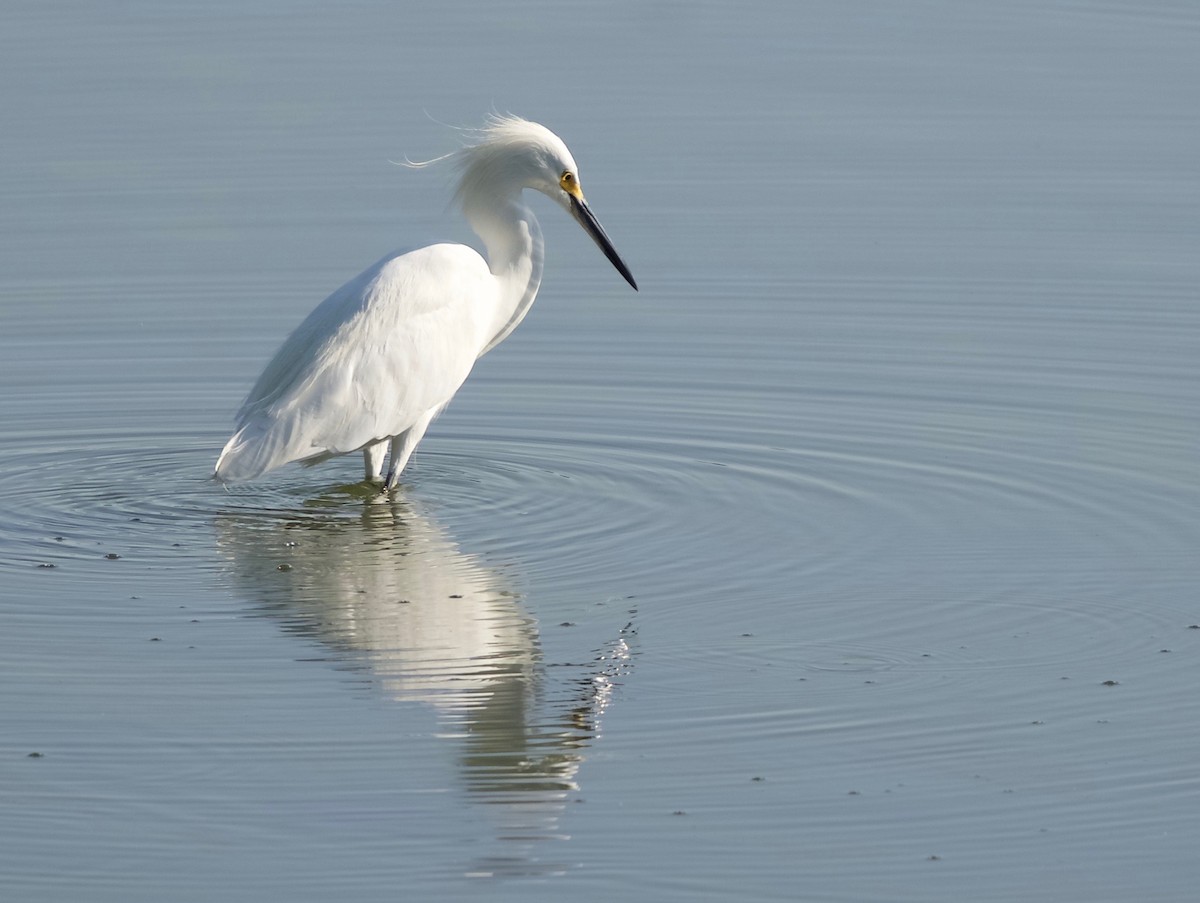 Snowy Egret - ML259032241