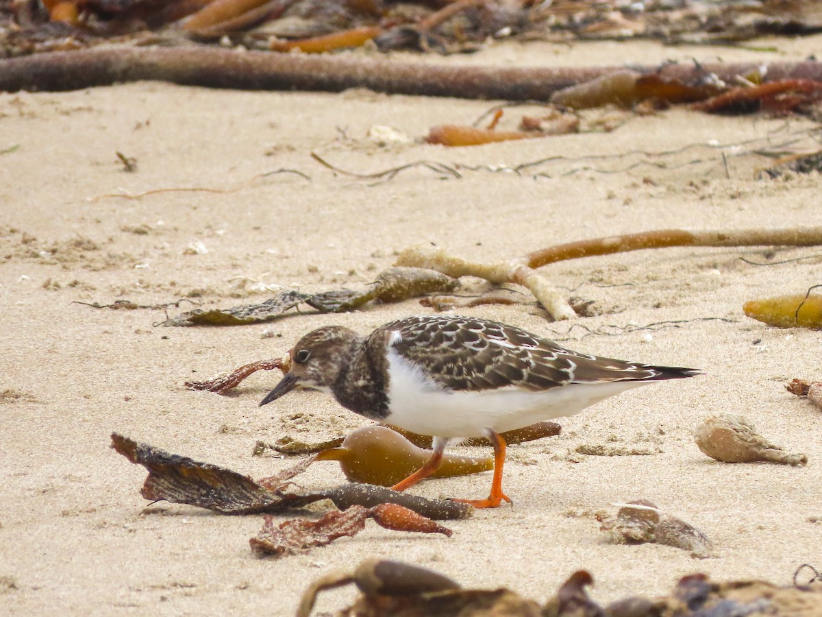 Ruddy Turnstone - Herb Elliott