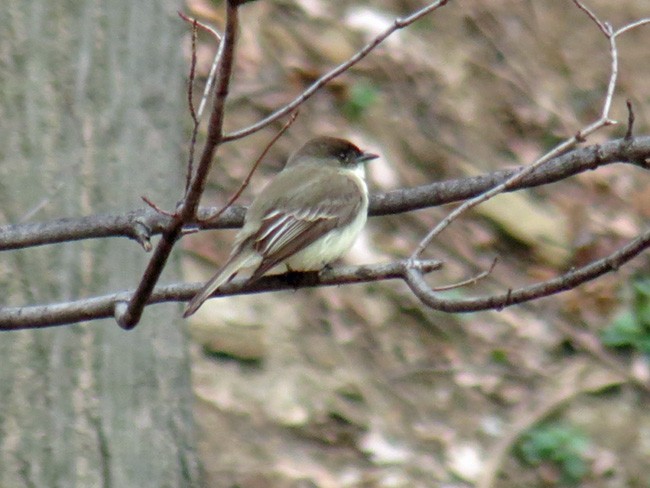 Eastern Phoebe - ML25903331