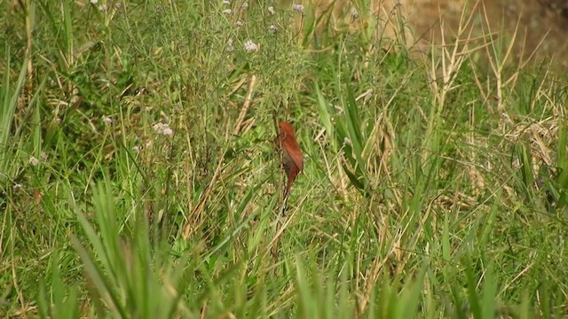 Little Cuckoo - ML259033721