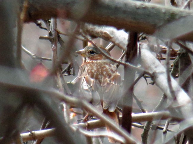 Fox Sparrow - ML25903411