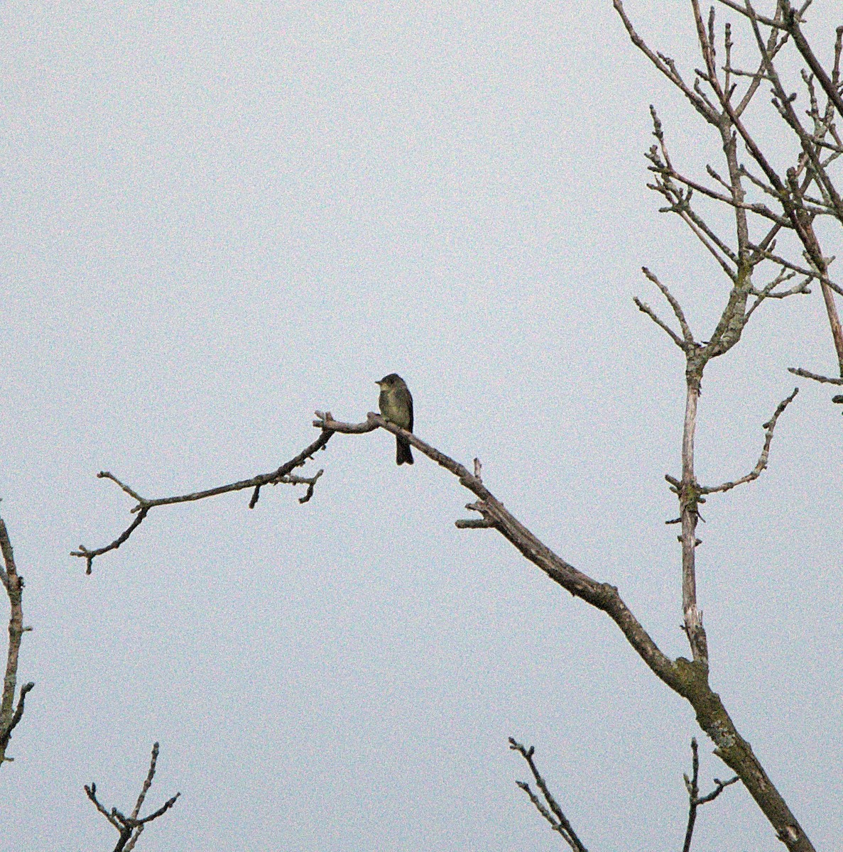 new world flycatcher sp. - ML259034701