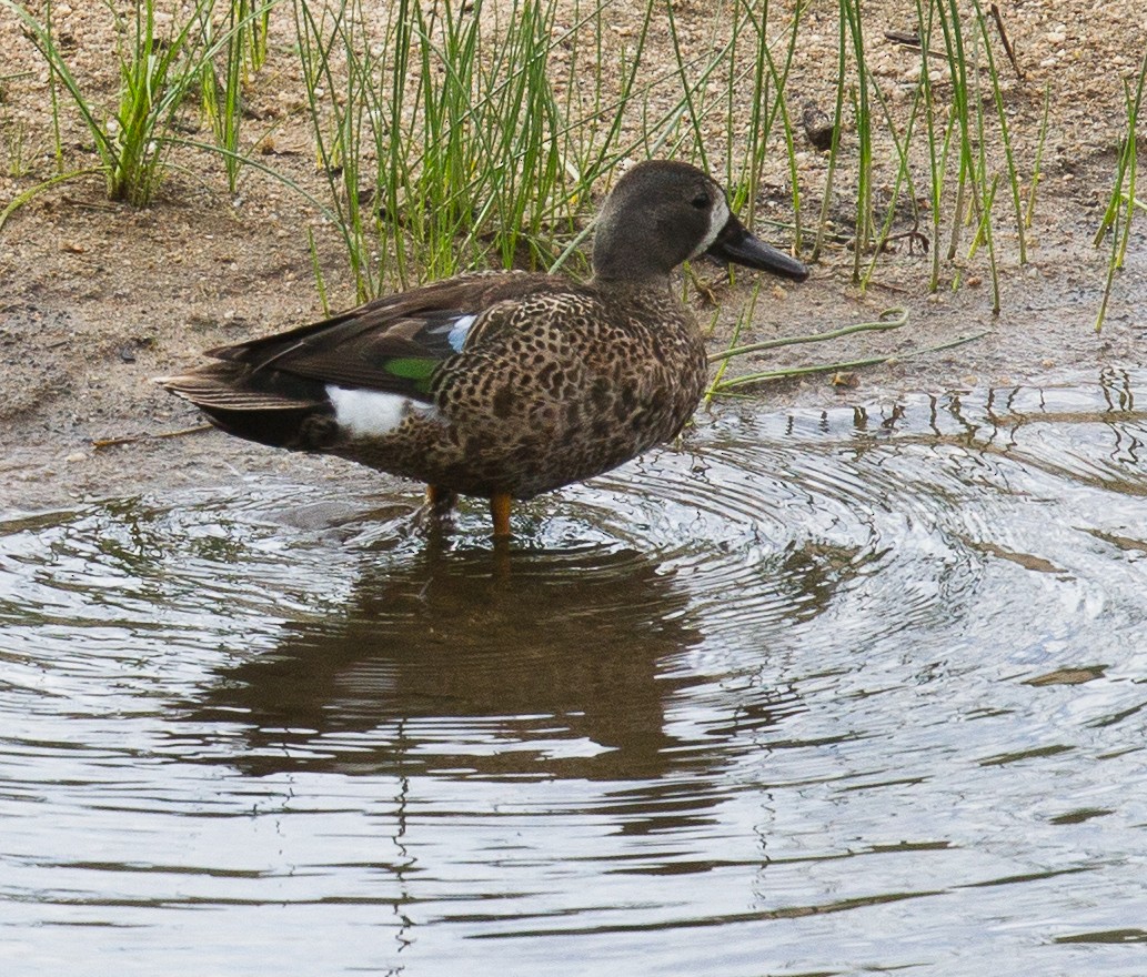 Blue-winged Teal - ML259037231