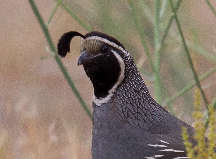 California Quail - ML259037341