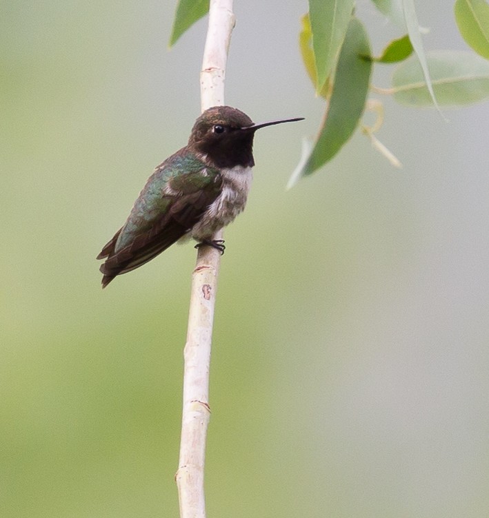 Black-chinned Hummingbird - ML259037441