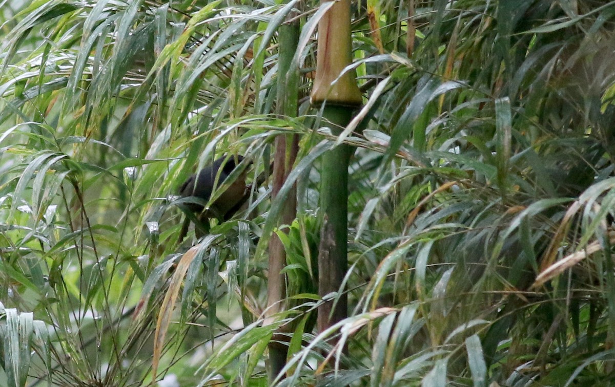 Black-eared Hemispingus (Black-eared) - ML25903911