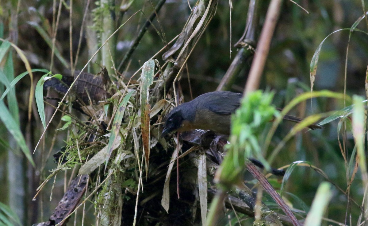 Black-eared Hemispingus (Black-eared) - ML25903921