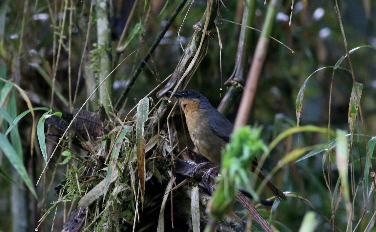 Black-eared Hemispingus (Black-eared) - ML25903951