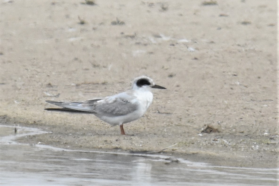 Forster's Tern - ML259039581