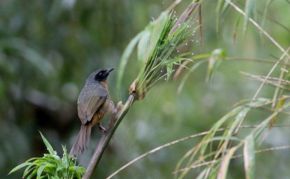 Black-eared Hemispingus (Black-eared) - Jay McGowan