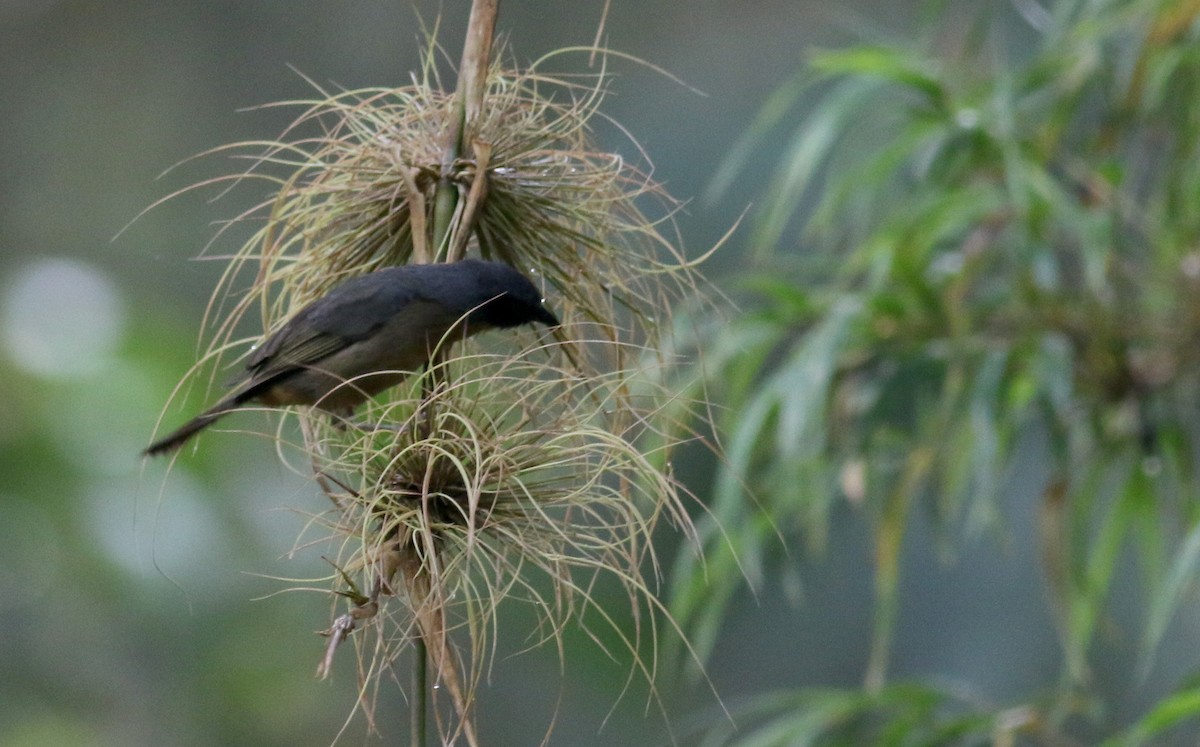 Black-eared Hemispingus (Black-eared) - ML25903971