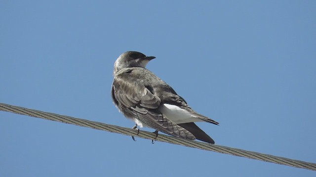 Brown-chested Martin (fusca) - ML259040221