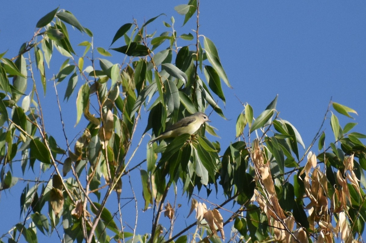 Warbling Vireo - ML259040981