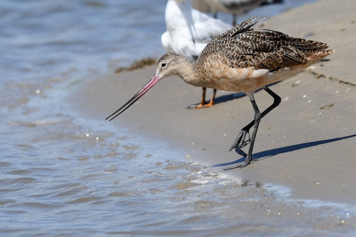Marbled Godwit - Jerry Chen