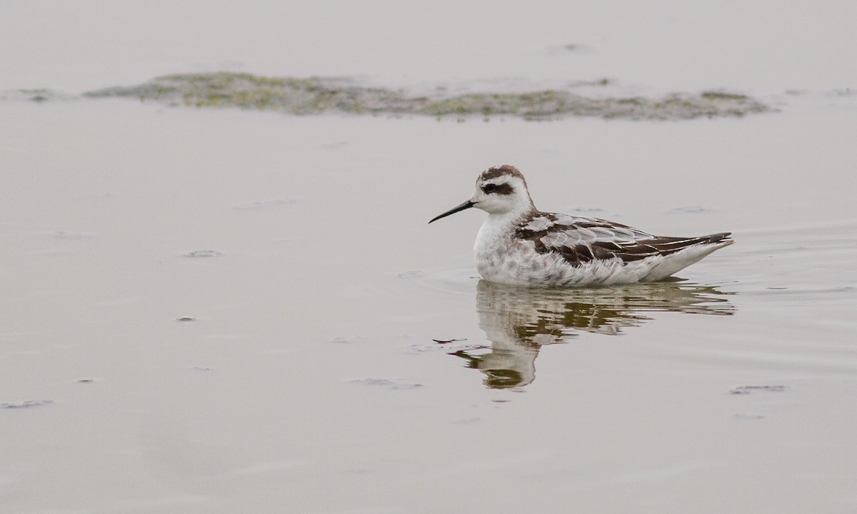 Red-necked Phalarope - Paul Fenwick