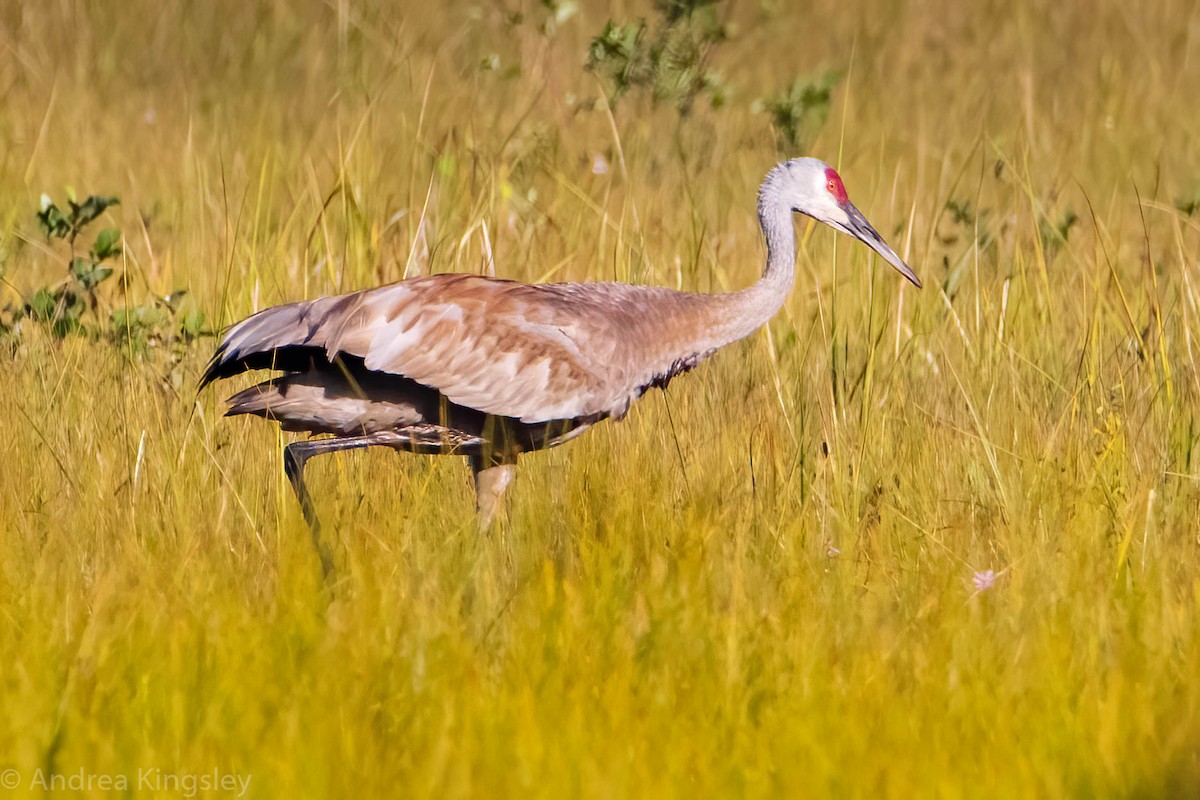 Sandhill Crane - Andrea Kingsley