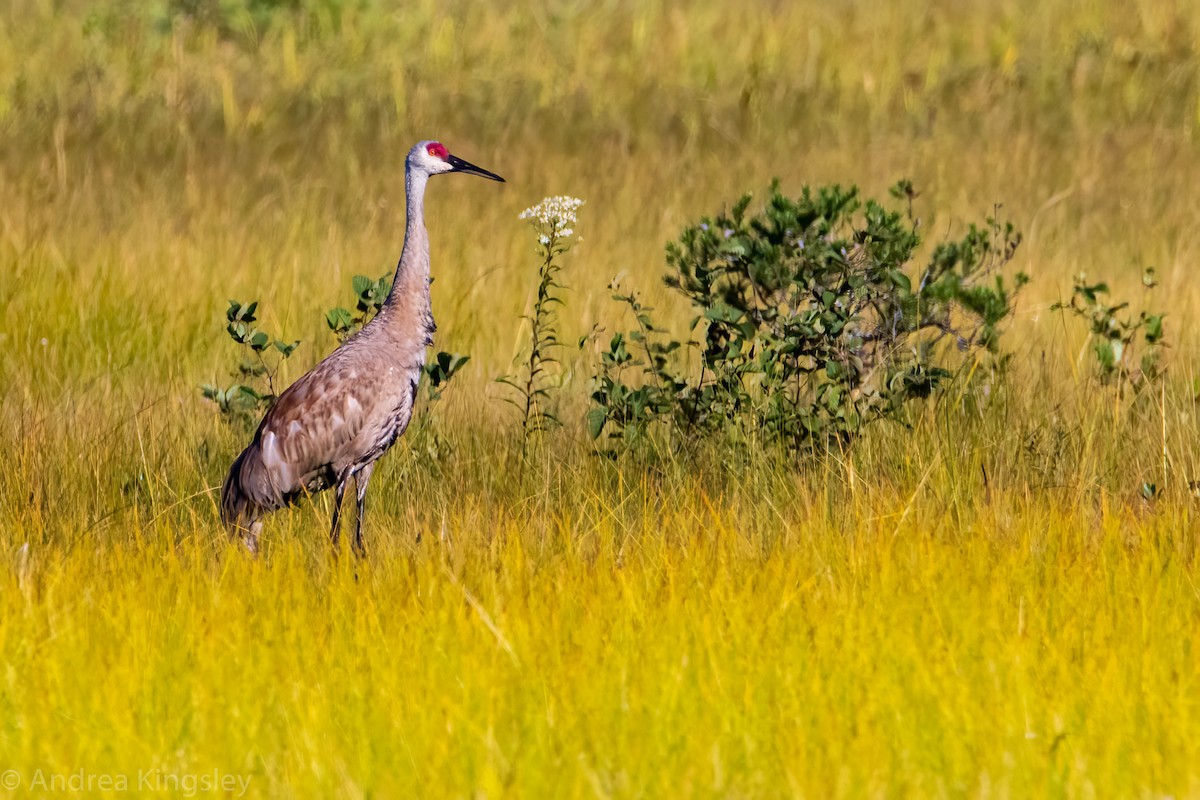 Sandhill Crane - ML259043191