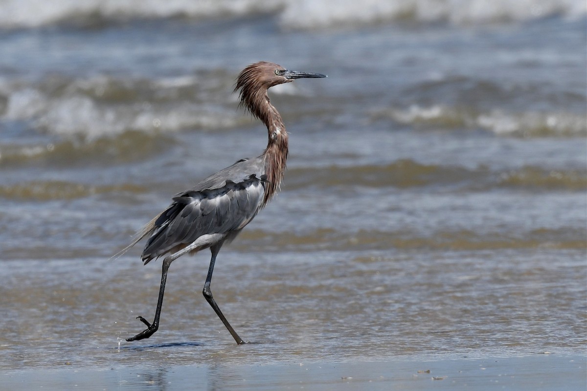 Reddish Egret - ML259043781