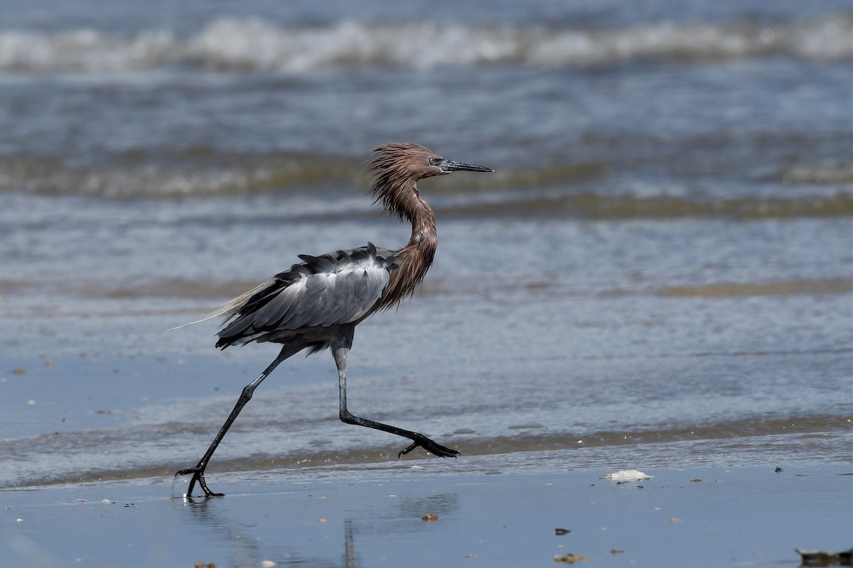 Reddish Egret - Jerry Chen