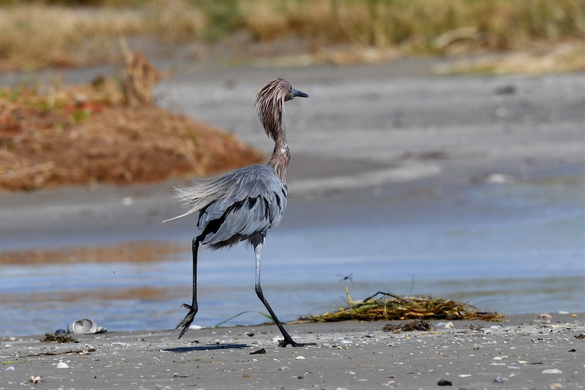 Reddish Egret - ML259043831