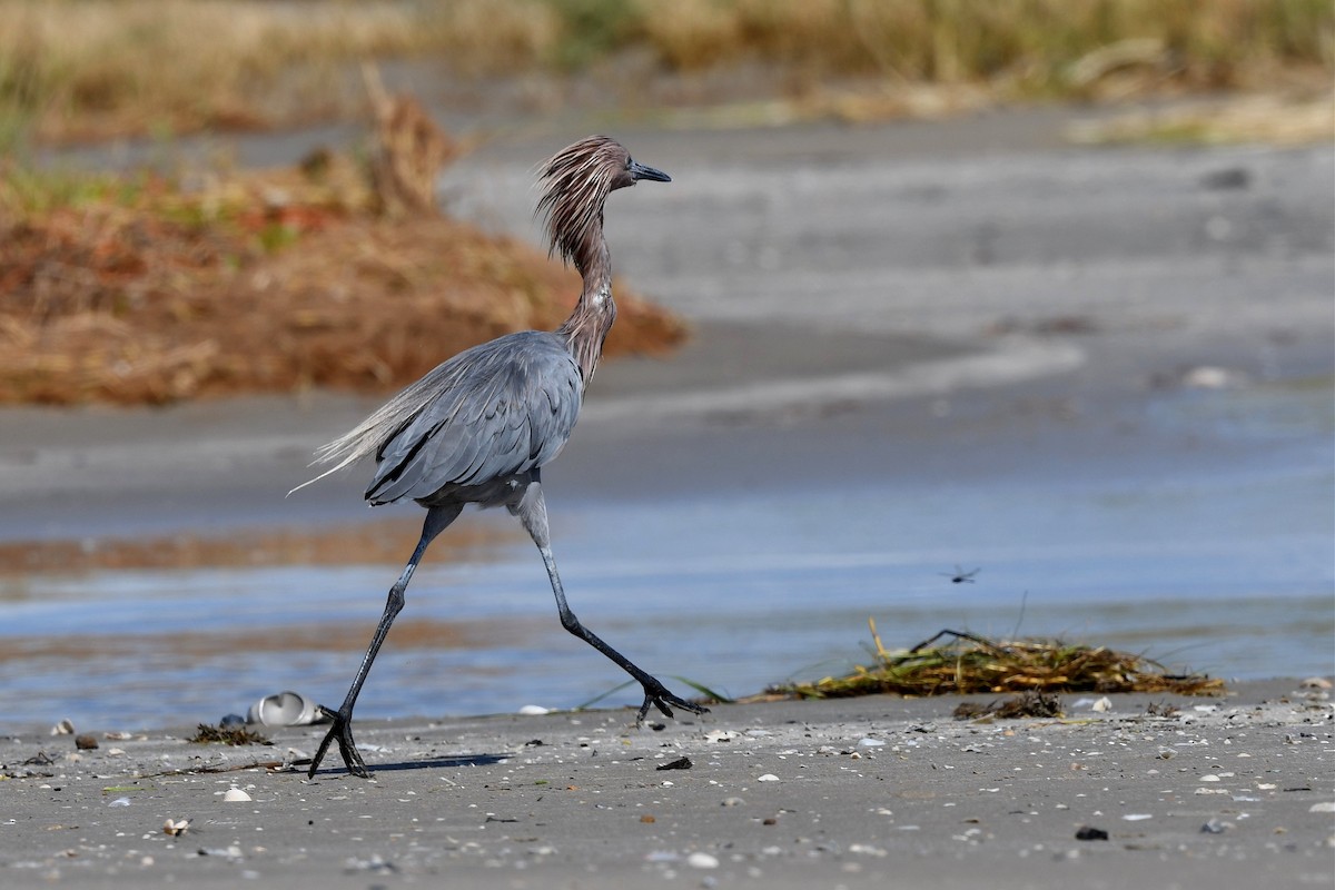 Reddish Egret - ML259043911