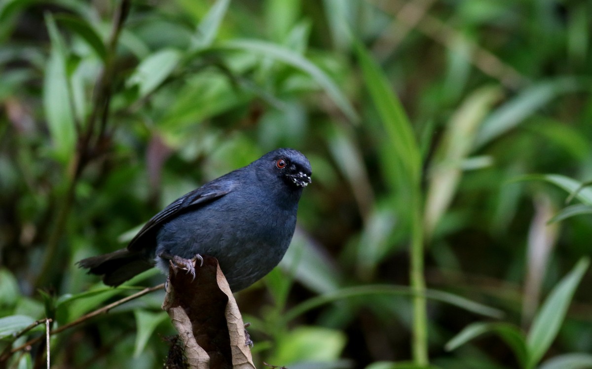 Bluish Flowerpiercer - ML25904421