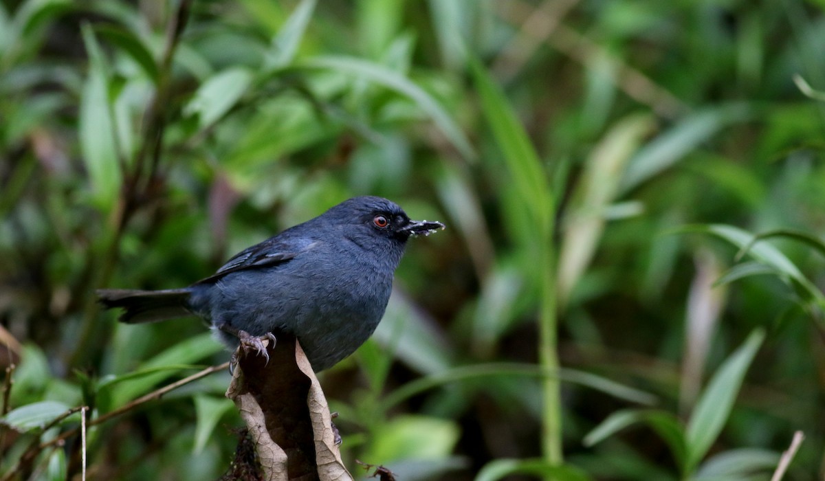 Bluish Flowerpiercer - Jay McGowan