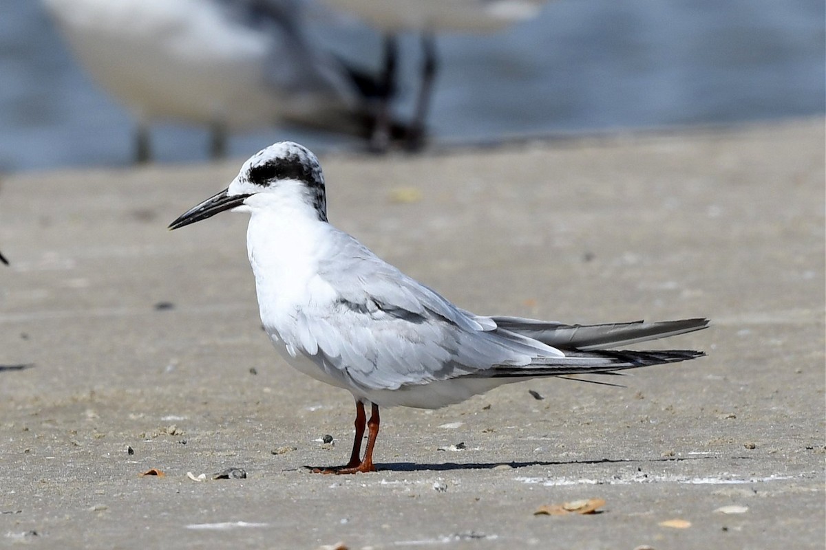 Forster's Tern - ML259044781