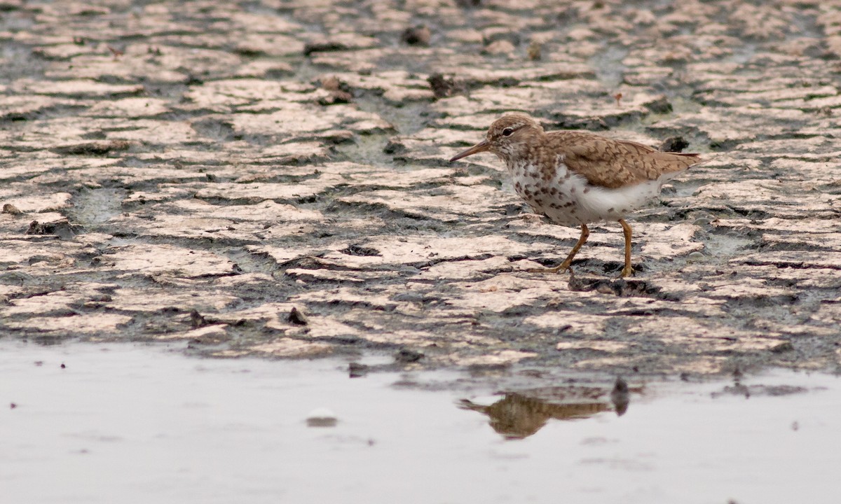 Spotted Sandpiper - ML259045601