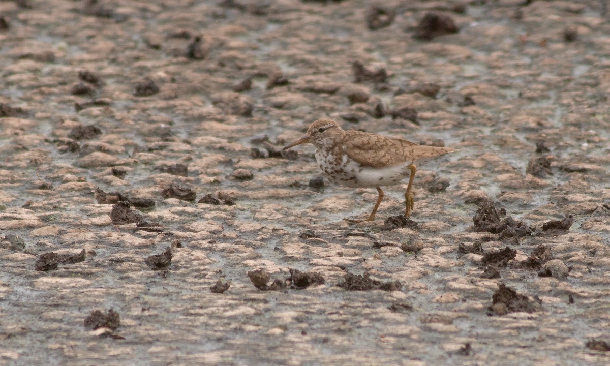 Spotted Sandpiper - ML259045611