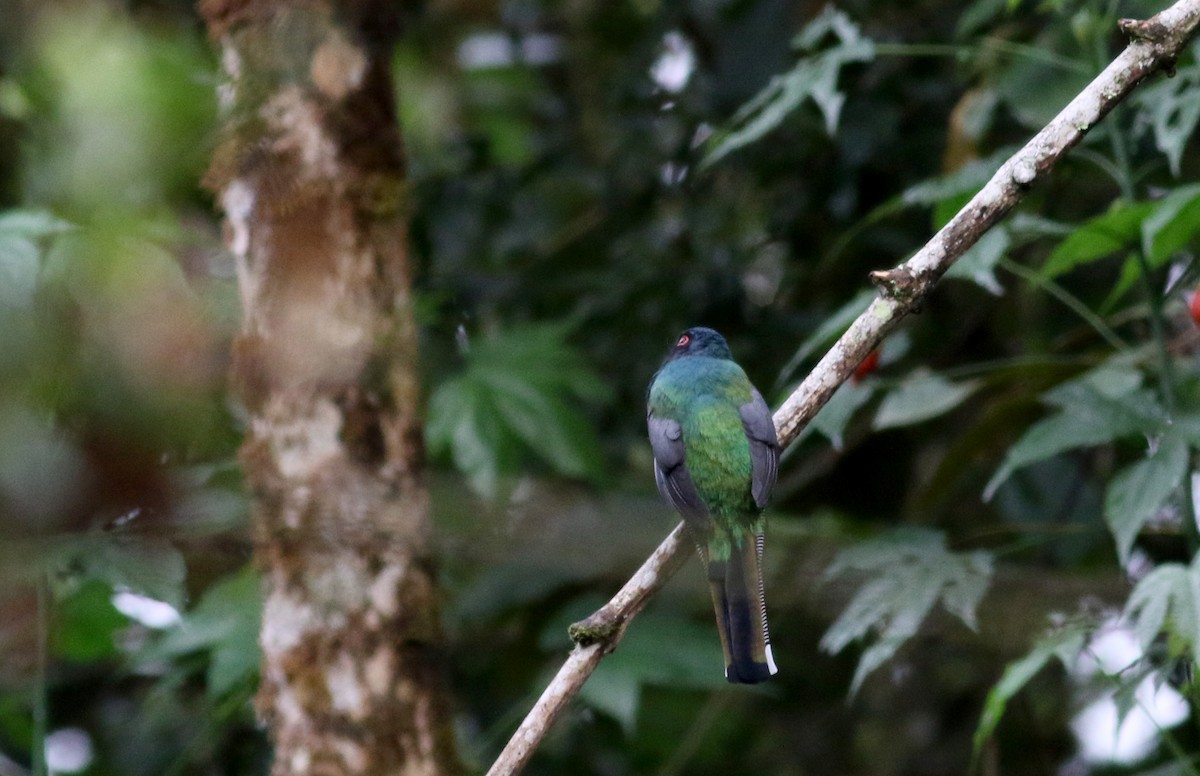 Trogon masqué - ML25904671