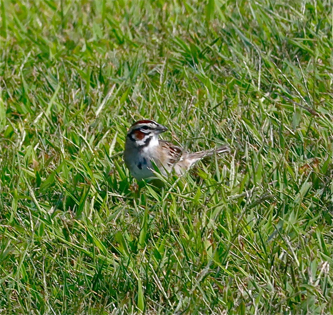 Lark Sparrow - ML259046751