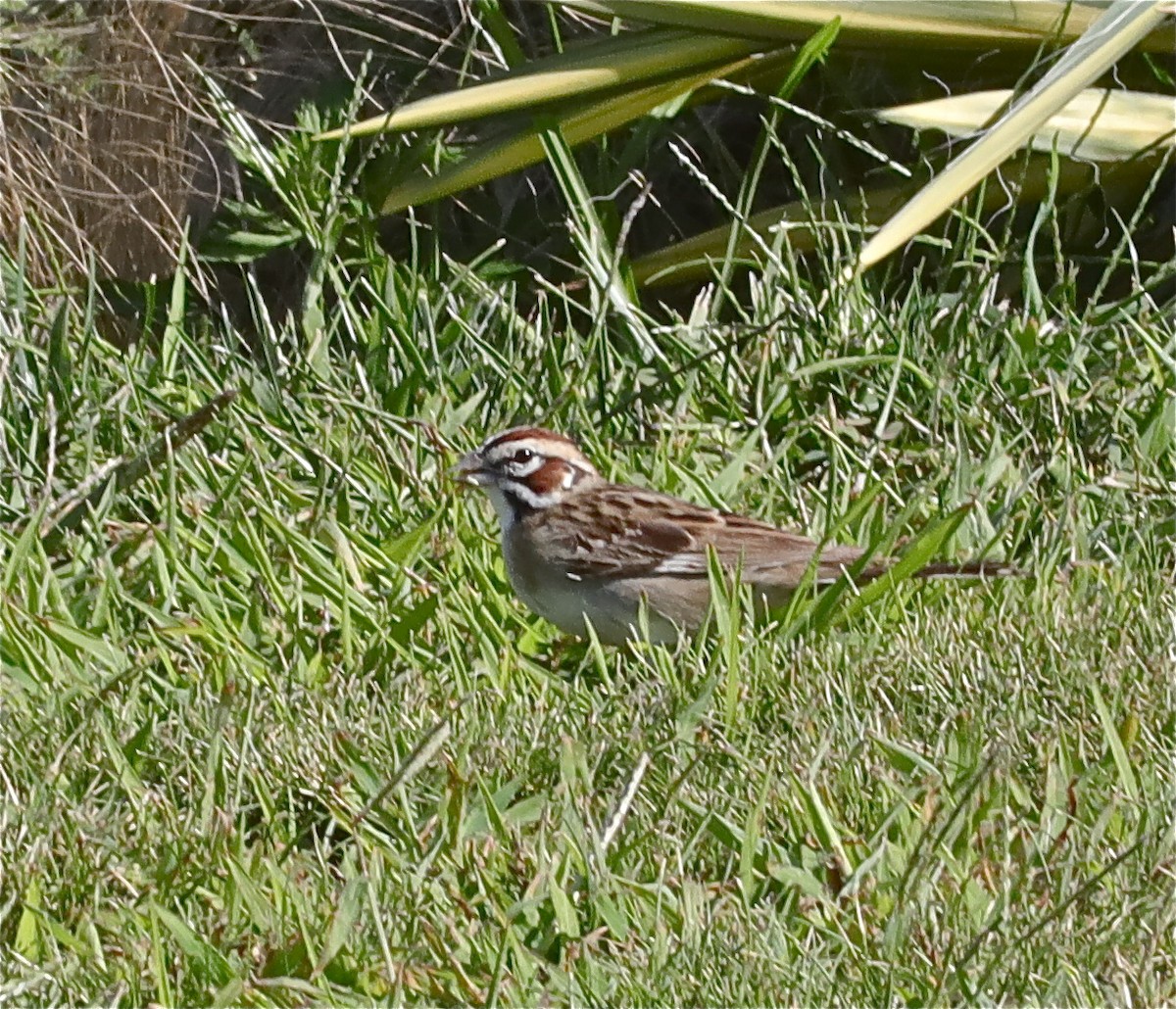 Lark Sparrow - Ken Feustel