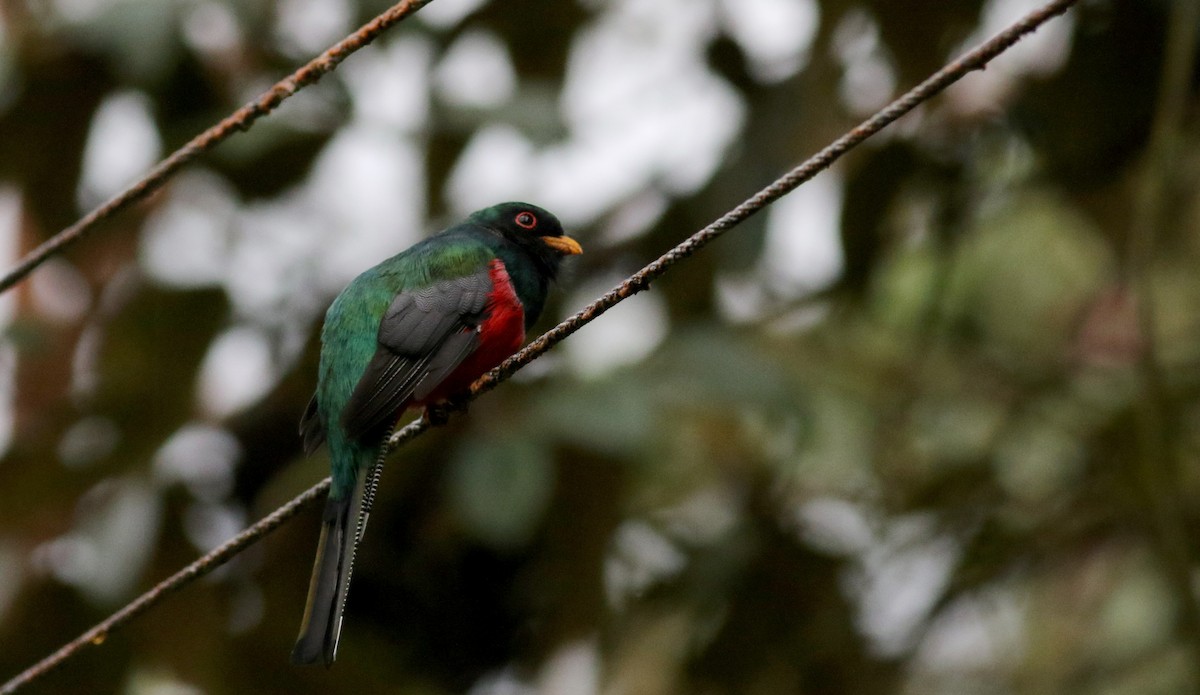 Trogon masqué - ML25904711