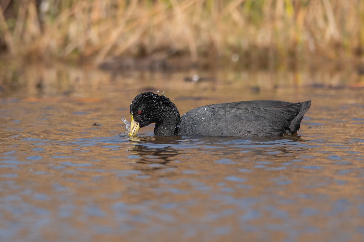 White-winged Coot - ML259047311