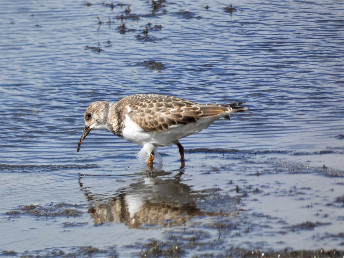 Ruddy Turnstone - ML259048131