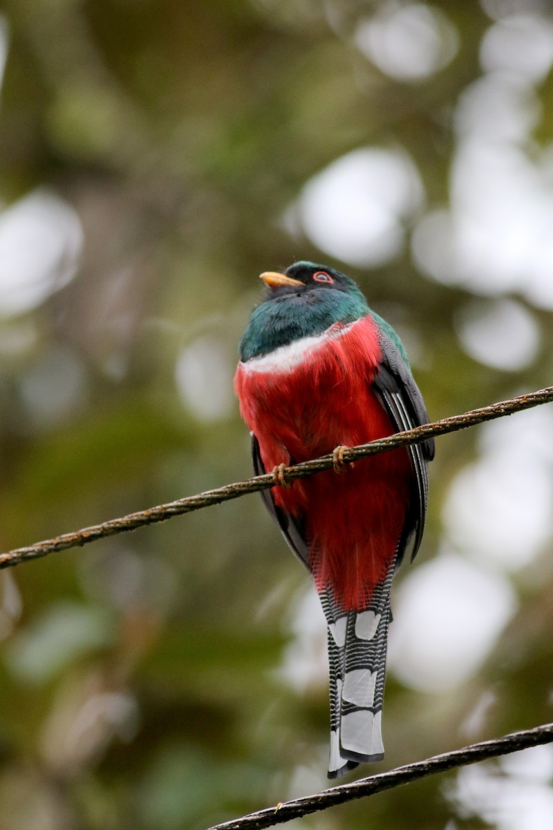 Maskeli Trogon - ML25904841