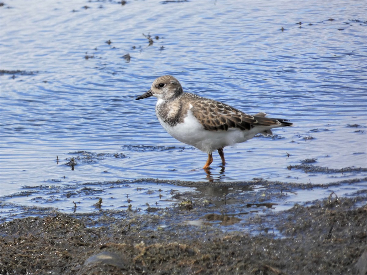 Ruddy Turnstone - Lucie Roy27