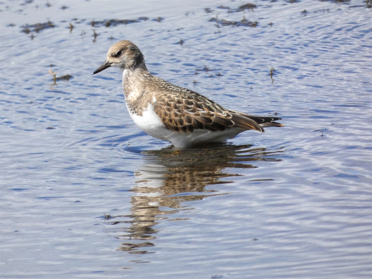 Ruddy Turnstone - ML259049001